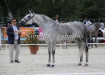 W LUNA DE TORRELUNA, PLATA EN YEGUAS DE 5 Y 6 A (Copiar)